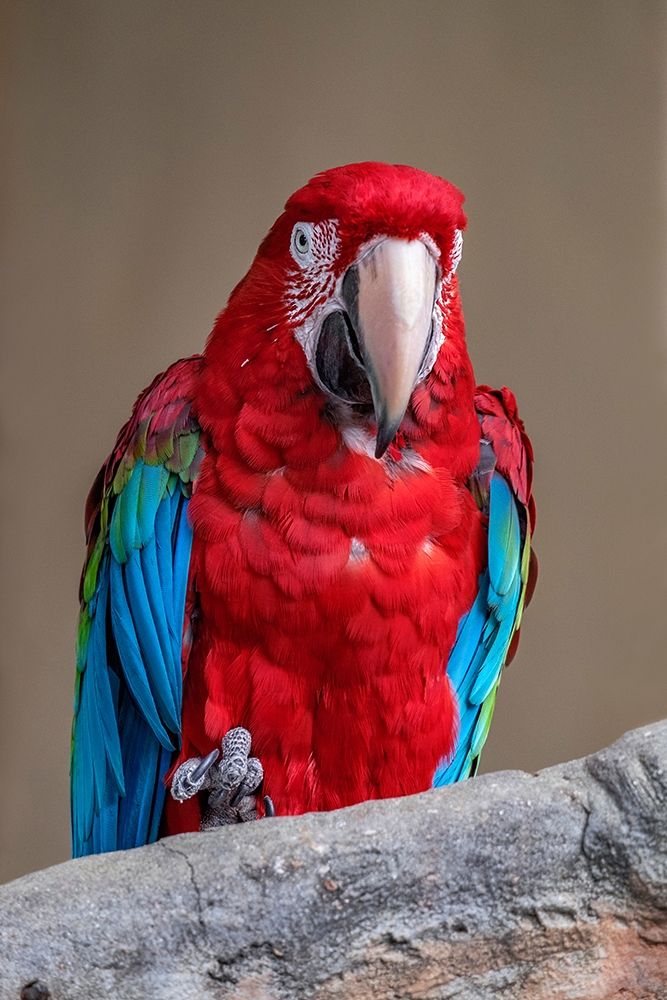 Scarlet Macaw